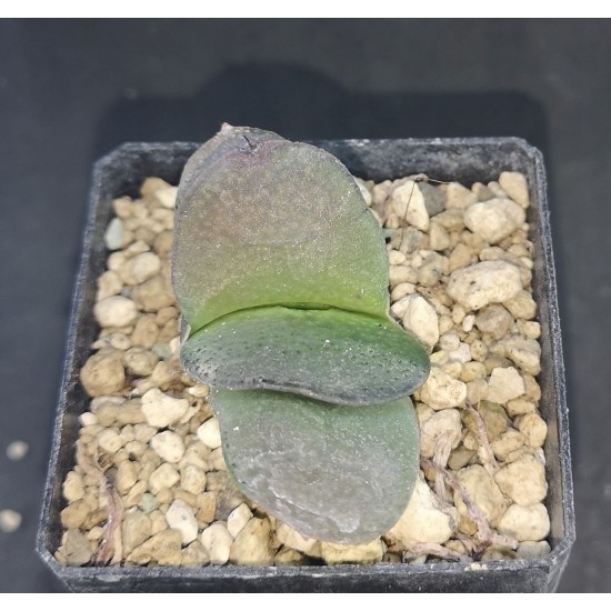 Gasteria cv 'Haba Hiro Daruma pillansi'